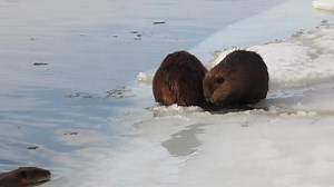 9.7K views · 1.7K reactions | A video from last spring of 3 beavers hanging around on the slushy ice shelf on the river. #beavers #WildlifeWednesday | Mike’s photos and videos of beavers | Facebook
