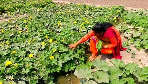 Village Life | North-Indian Cooking
