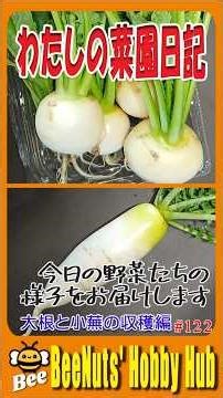 [Home Garden Harvest] 🌱My Garden Diary 122🌿 Harvesting small turnips in a yogurt container and a ...