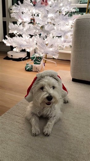 Merry Christmas and Happy Holidays! Love, Snowy❤️ #westie #westhighlandterrier
