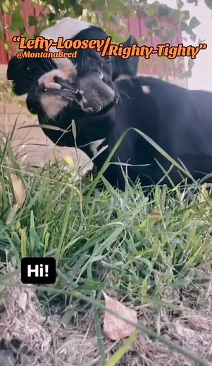 Calf Twins! Calf deformities at birth are caused by a wide range of issues, including physical, nutritional, infectious, and genetic. Some remain a mystery. This video displays Mandibulofacial Dysostosis. Camplygnathia (crooked jaw or face) #calfdeformities #deformity #deformities #deformed #mandibularjawdistraction #mandibular #cow #calf #calves #fyp #fyf #foryourpage #foryourfeed #foryou #foryoupage #viral