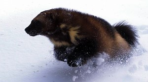 Short | The Phantom | Wolverine: Chasing the Phantom | Nature