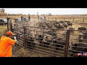 🔴 NEVER SEEN BEFORE! Hundreds of Wild Boars Caught in Trap - Giant Trap with Unbelievable Efficiency