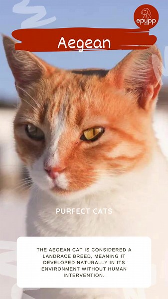 🐾 Discover the Aegean Cat: Greece's Native Treasure 🐾 Meet the Aegean Cat, a natural breed from the beautiful Greek islands. Known for their sociable and friendly nature, Aegean cats are not only great companions but also adept hunters of sea and land prey. These cats are one of the few native domestic breeds of Greece, thriving in both home and wild settings. Here’s what you need to know to ensure these charming cats live a healthy and joyful life: 1. Physical Activity and Play: Aegean cats a
