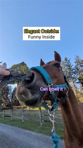 Elegant Outside: Funny Inside 🤪 #horse #funnyhorse #farmlife #horselife #farmanimals