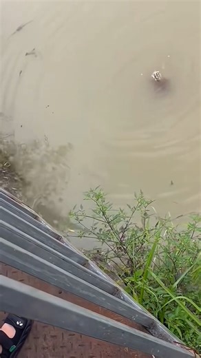 M2710005 puppy can't swim#dogvideo #poordogvideo #dogsoftiktok part1 See part 2 in the comments below.👇👇 | Live Love Animals