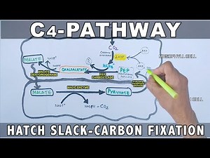 C4 Plants Pathway Video Lecture | AP Biology - Grade 9