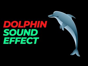 Dolphin sound effect no copyright | Dolphin noises | Dolphin sounds | HQ dolphin sound effects