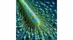 Glycine receptors: The what? The why? The how?  - The Malta Independent