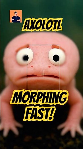 Axolotl Morphing Happens Fast, Can You STOP it?