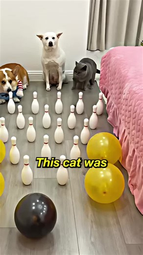 Corgi Disrupts Bowling Pin Challenge Fun