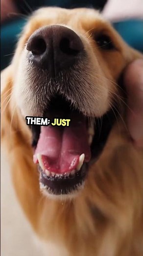 Dog Tricks – How to Teach Play Dead? | #DogTricks