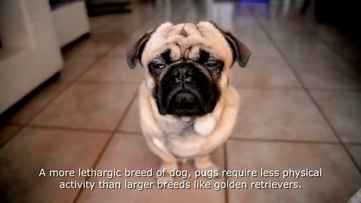 17 Pros And (Cons) Of Owning A Pug | Dog Breeds FAQ