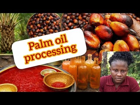 How Palm Oil Is Made | Step-by-Step Palm Oil Processing