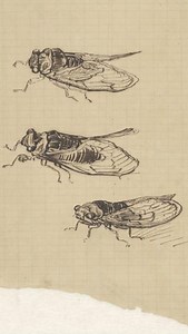 27K views · 424 reactions | 聯Chirp, Chirp 聯 Vincent worked in the olive groves accompanied by the sound of chirping cicadas. He made a sketch of them, which he then sent to his brother Theo. The insects reminded him of home in the Netherlands: ‘Their song in times of great heat holds the same charm for me as the cricket in the peasant’s hearth at home.’ Which sound reminds you of home? | Van Gogh Museum | Facebook