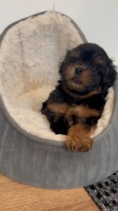 Maltipoo puppy is trying to Communicate with you🤣🫣Cutest little bark from Darcy😇🐾❤️🐶 #maltipoo #maltipoodle #maltipoos #maltipoosofinstagram #maltipoopuppy #maltipoolove #cutestpuppy #cutestdogs #cutestdogsever #dogslife #bestfriend #bestfriendsforever #dog #dogsofinsta #dogsofig #puppies #puppiesofinstagram #fluffypuppy #fluffypuppies #doodlepuppy #doodlepup #cutestdoodles #doodlelove #doodleoftheday #puppyoftheday | MLA Pets - My Little Angels