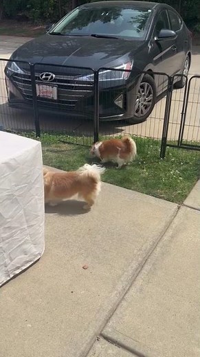 Tibetan spaniel #cute #pets #puppy