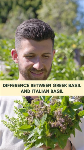 Una faccia una razza a classic saying used by Greek and Italian people…what about our different ‘basiliko’ plants are they the same also?! 🇬🇷🇮🇹 Here are 3 unique Greek varieties of basil and how they compare to the classic sweet italian basil! 1. Baby Greek Basil 🪴 A very famous variety of Greek basil prized for its beautiful spherical growing style and micro leaves making it a traditional Summer ornament! They can be seen in pots and tina everywhere in Greece! It is super fragrant baby whi