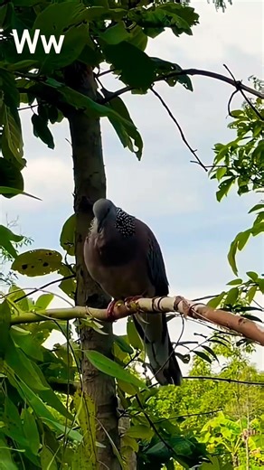 Pigeon Moments You’ll Love | Shorts #birds #wildlife #viralvideo