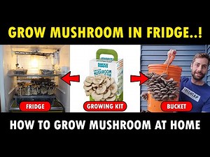 How to grow MUSHROOM at Home | Mushroom Farming / Mushroom Cultivation | Growing Mushroom at Home