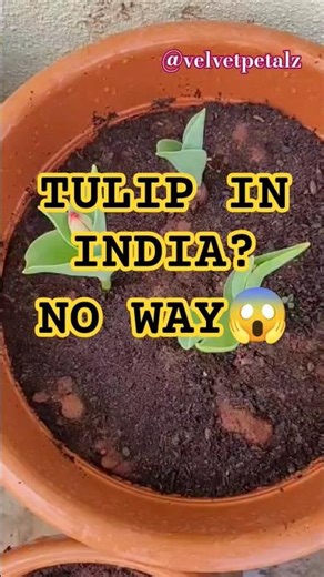 ❌ Tulips Don’t Grow in India? ❌🌷 This One Did — In a POT! 😱🇮🇳 #flowers