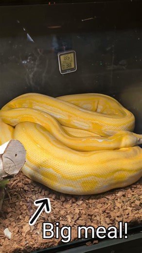 Happy Scorch after a big meal #reptiles #feeding #snake #reticulated #python