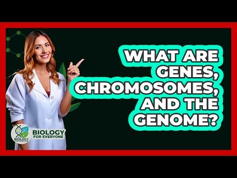 What Are Genes, Chromosomes, And The Genome? - Biology For Everyone