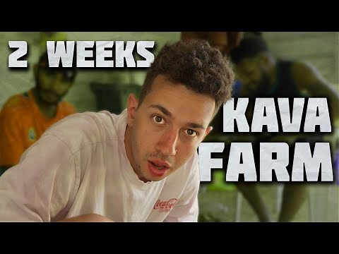 How is the Kava Root Grown?