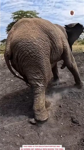 Elephant Trunk Secret 🐘😱