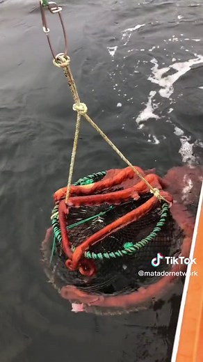 The catch of the day 🐙 @brookesattar shares that the octopus held on for a bit, then let go and swam back down into the ocean 🌊 🎥 @brookesirah #octopus #pacificoctopus #octopustok #seacreatures #octopus🐙