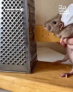 26K views · 127 reactions | Who needs a fancy chef when you've got a culinary genius rat in the house? ‍ #WorldRatDay | Fur Family | Facebook
