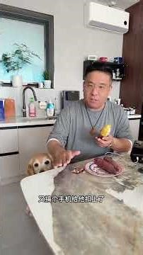 Border Collie Xiaobei's Sleepless Night: My Heartfelt Journey