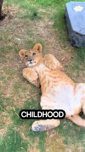 Why Doesn’t the Lion Attack Its Owner? 🦁 #shorts