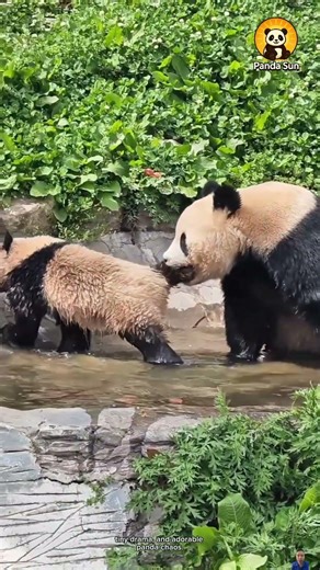 Baby panda gets forced into bath time by mom아기 판다가 엄마한테 끌려가 목욕해요 #둥이 #funny #animals #cute #nature
