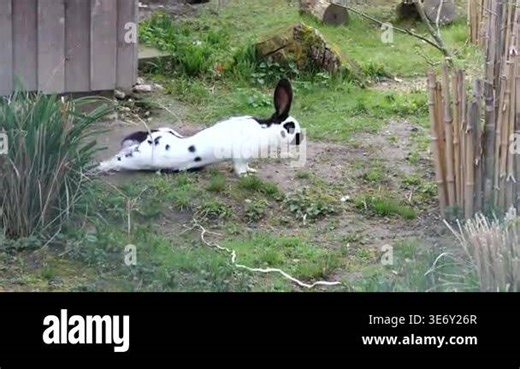 ideobeschreibung (Englisch)A domestic Checkered Giant rabbit with distinct black and whitespots grazes on a patch of grass in a garden enclosure. Thelarge rabbit, featuring prominent black ears and markings, isshown in profile as it forages near Stock Video Footage - Alamy