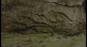 1.1K views · 14 reactions | Beetles are the most diverse and abundant species on Earth, and they play a vital role in nearly every ecosystem. So what makes these colorful, clever insects contenders for the title of "most important species on the planet"? Find out on Bugs That Rule the World, tonight at 10pm on GPB: https://www.pbs.org/show/bugs-that-rule-the-world/ | Georgia Public Broadcasting | Facebook