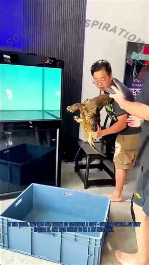 Man Bitten by Soft - Shelled Turtle Due to Neglect During Transfer