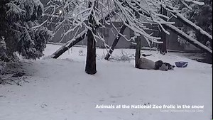 4K views · 60 reactions | The National Zoo shared this video of their 16-month-old panda cub, Xiao Qi Ji, playing in the snow for the very first time  (Twitter @National Zoo via CNN) | KSL NewsRadio | Facebook