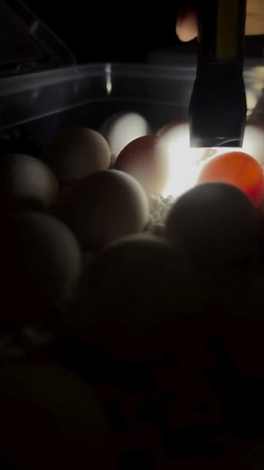 hiba mujeeb | Part 2 Iguana hatching . . [iguana hatching, iguana, exotic pets, egg hatching, iguana eggs, egg laying] #iguana #fypage #animal #exotic... | Instagram