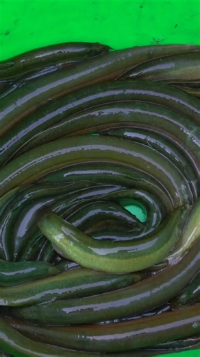 3.1K views · 26 reactions | How To Dig Holes To Trap Eels And Loach Simply / Harvesting Many Eels Loach Go To Sell #giangthica #suvivalfishing #dailylifenew | Collection | Facebook