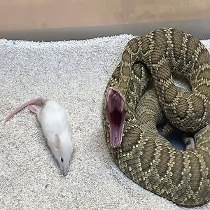 388K views · 1.3K reactions | Rattlesnake live feeding clips! (Live mice striking) venomous Cute Snake TV | Cute Snake TV | Facebook