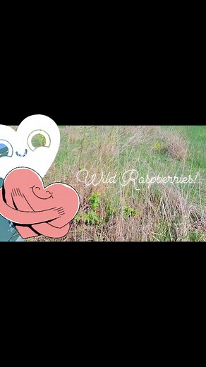 I tried to grow raspberries before, unsuccessfully. But after letting my yard "grow", my property is now surrounded by wild raspberries! They line my property now 🥰 #reelsdaily #trendingreels #gardening #love #gardendesign #trending #chaosgardening @slowdownmomma | Larz Butler