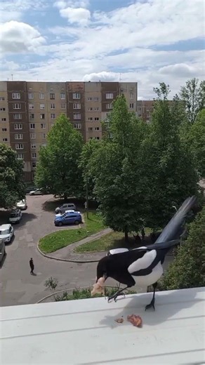 Сороки