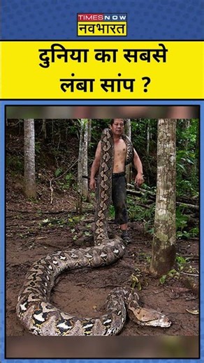 World Longest Snake: दुनिया का सबसे लंबा सांप ? Malayopython reticulatus