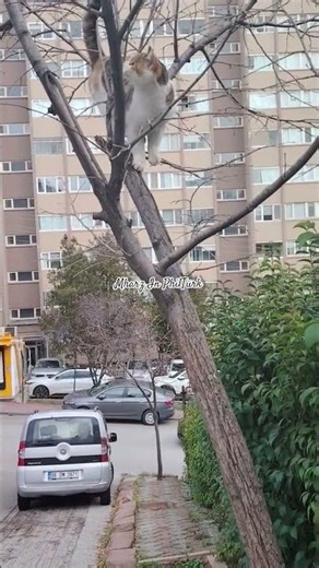 The cat went up the tree. #türkiye #ankara #cat #shorts #tree #pinayintürkiye #mharzinphilturk