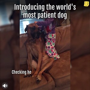 5M views · 3.7K reactions | This dog's little sister wanted to practice her vet skills so she kindly played along. And guys, this patient's got...patience! Seriously incredible. (via Jukin Media) | Happiness Heroes | Facebook