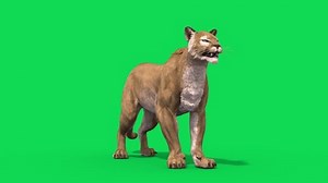 Pantalla verde Puma Idle Look Alrededor de la animación de renderización 3D de animales de bucle