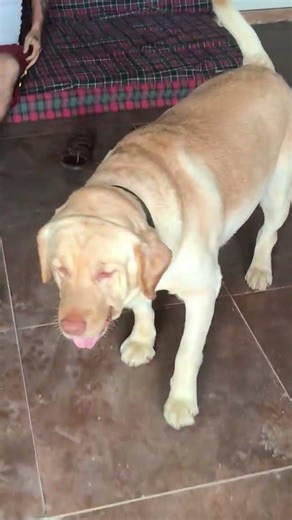 My Labrador Got Angry! (Wait for the end) 🐕🔥