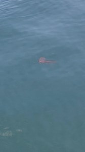Purple striped jellyfish, aka "purple people eaters." I have some cool underwater video as well, stay tuned. . . . #purplestripedjelly #purplestripedjellyfish #purplepeopleeater #jellyfish #jellyfishsting #marinelife #oceanlife #drifters #fishguyphotos | Fish Guy Photos