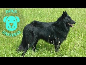 GROENENDAEL ► Characteristics and temperament 🐶